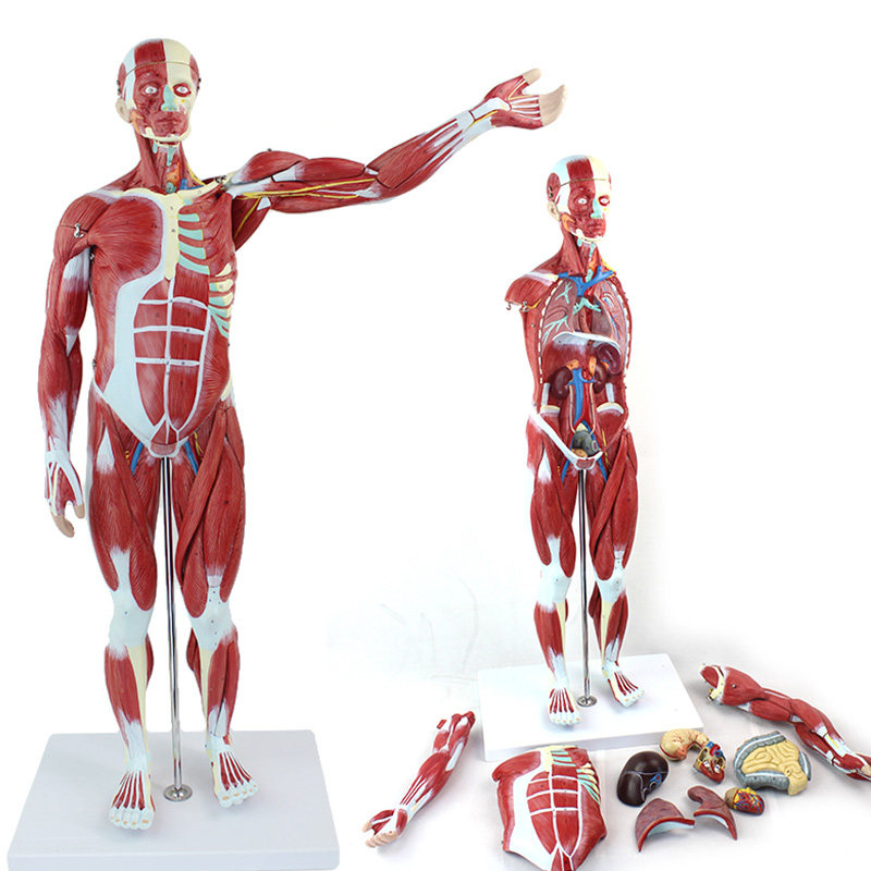 3d人体随意变换姿势(图1)