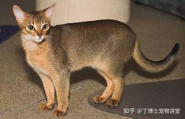 25张超可爱的猫咪照片让你心情瞬间变好!(图1)